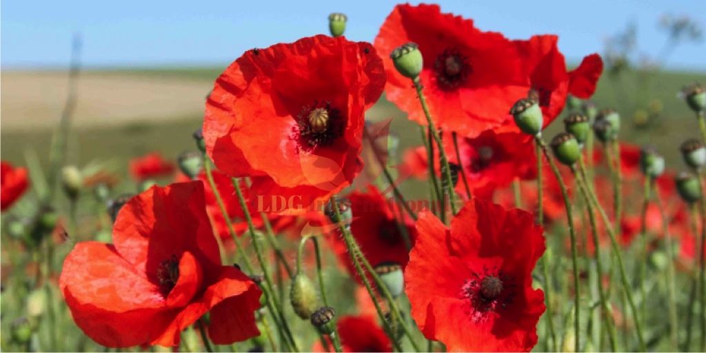 Huile parfumée Coquelicots poivrés
